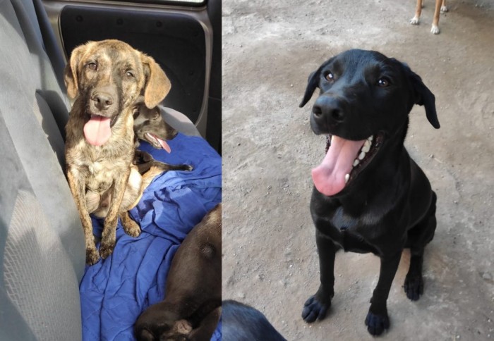 Feira de Adoção de Animais em Nova Iguaçu busca um final feliz para cães e gatos