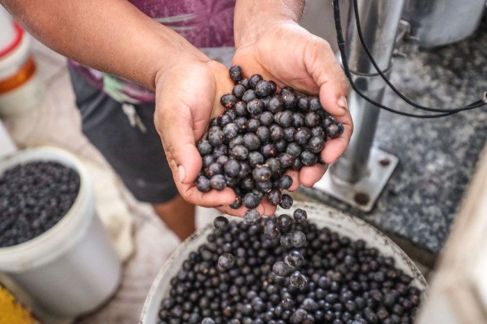 I Festival Açaí Pará valoriza cadeia produtiva do fruto com ampla programação na capital
