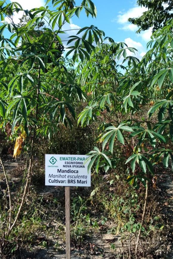 Emater promove oficina para incentivar cadeia produtiva da mandioca em Nova Ipixuna