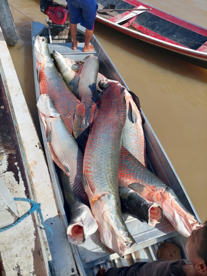 Policiais da Base Fluvial Arpão, com apoio do Ibama, apreendem aproximadamente 8 toneladas de pirarucu ilegal