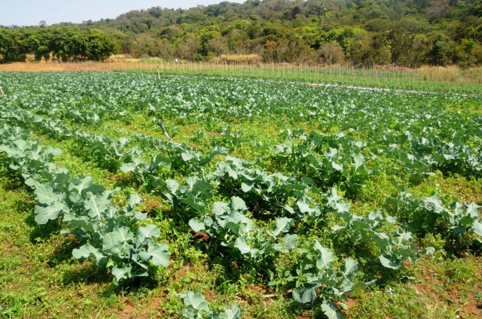 GDF investe R$ 14 milhões em projetos de pesquisa e inovação no agronegócio