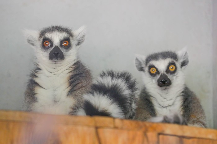 Zoológico de Brasília acolhe casal de lêmures-de-cauda-canelada