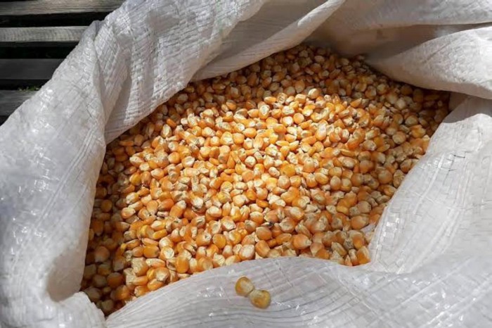Projeções do IBGE apontam crescimento em três culturas agrícolas no Pará em 2023