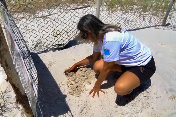 Ação do Estado garante reprodução de animais marinhos na Praia do Atalaia
