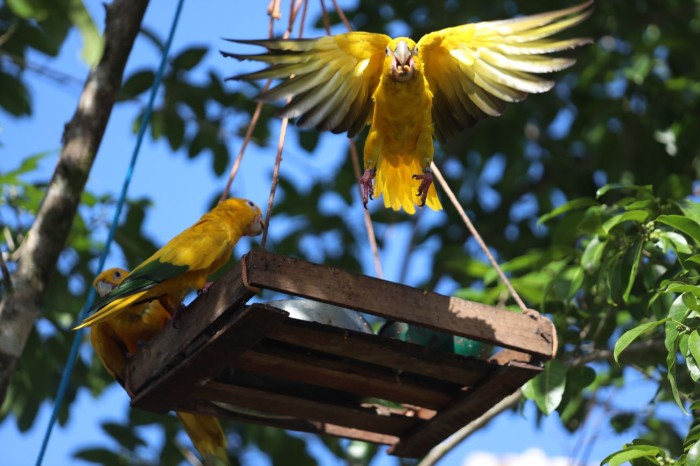 Ideflor-Bio libera novo grupo de ararajubas no espaço do Parque Estadual do Utinga