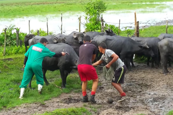 Pará inicia vacinação obrigatória para controle da raiva dos herbívoros em 50 municípios