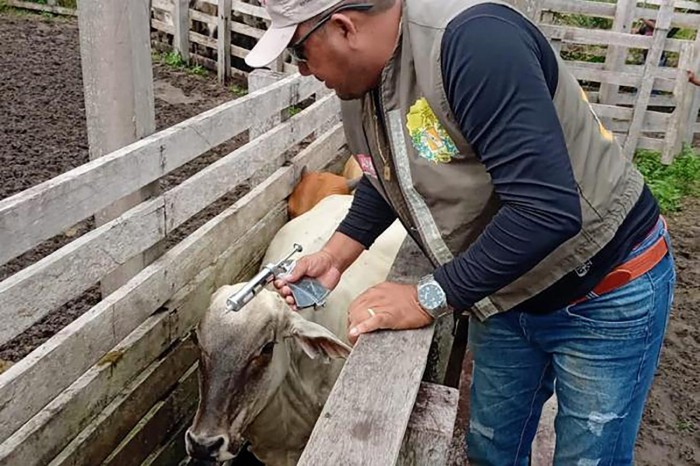 Adepará prorroga prazo para comprovar vacinação do rebanho em Faro e Terra Santa