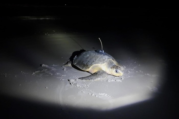 Pesquisadores instalam primeiro transmissor em tartaruga marinha na Praia do Atalaia
