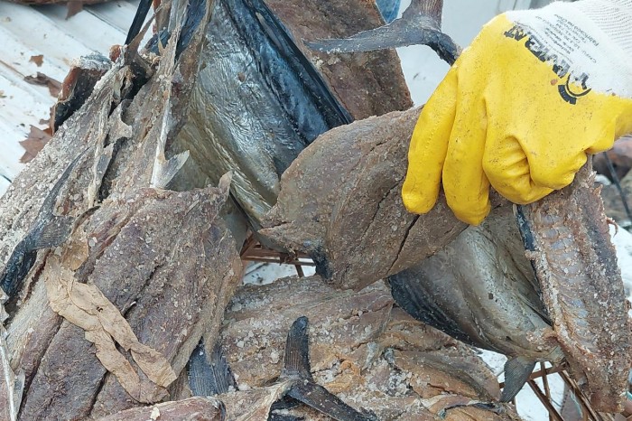 Fiscais da Adepará aprendem 800 kg de pescado em Ipixuna do Pará