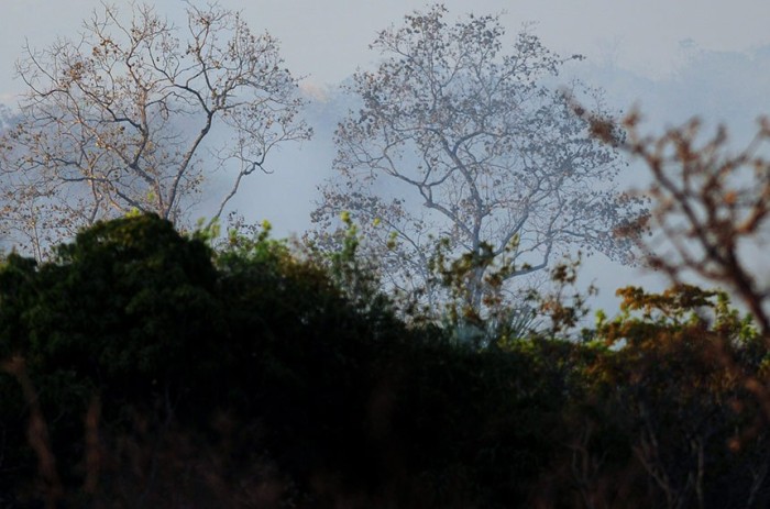 Lei prevê estímulo ao mercado de carbono na gestão de florestas