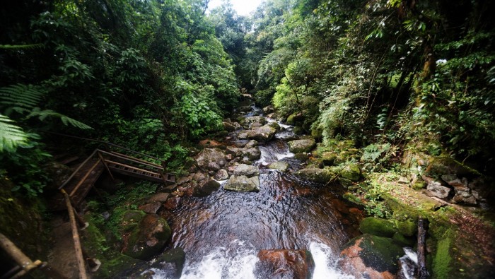 Mata Atlântica: a força e a grandiosidade do bioma de árvores frondosas e solo úmido que reverbera no turismo