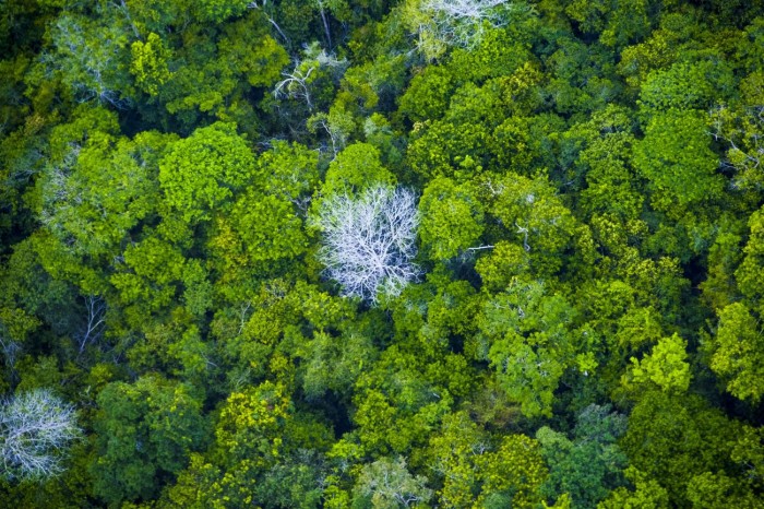 Semas divulga índices provisórios para repasse de ICMS Verde aos municípios em 2024