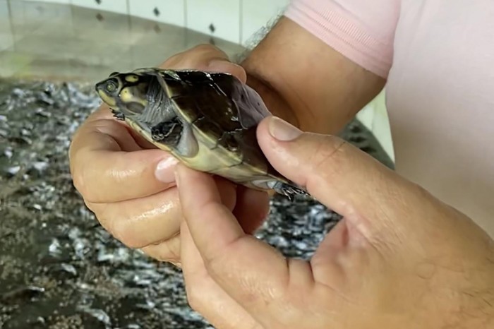 Ideflor-Bio e Instituto Ambiental Xambioá vão soltar 6 mil quelônios no Rio Araguaia