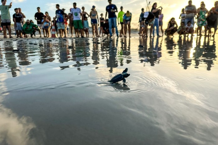 Ação integrada garante a soltura das 100 primeiras tartarugas de 2023, na Praia do Atalaia