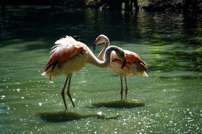 Nova espécie de cisnes e flamingos são integrados à área aberta do Mangal 