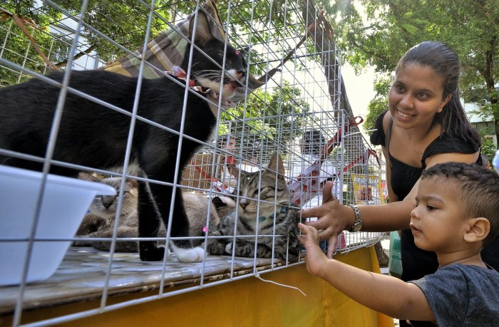 Prefeitura promove feira de adoção de cães e gatos neste sábado (24)