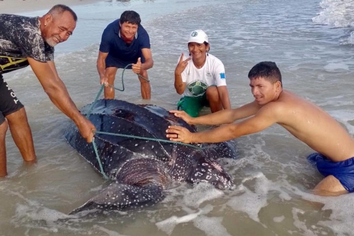 Maior tartaruga marinha do mundo é avistada pela primeira vez na APA Algodoal-Maiandeua