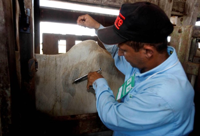 Adepará mobiliza o campo e a cidade para a prevenção da Brucelose