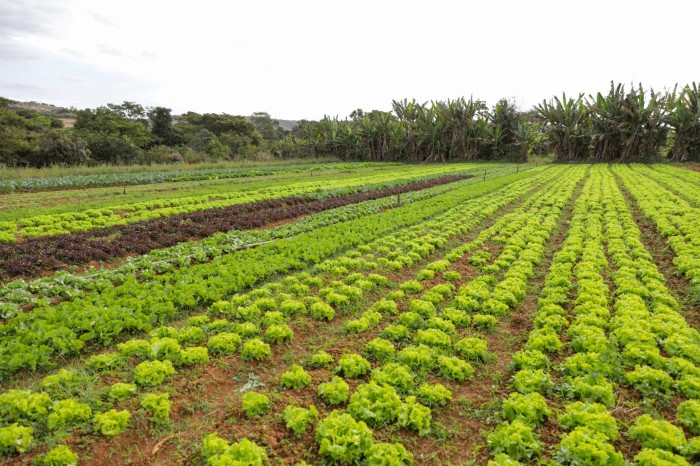 Plano de agroecologia e produção orgânica incentiva sustentabilidade rural