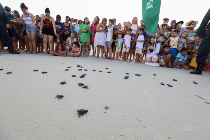 Mais de 200 filhotes de tartarugas marinhas são soltos na Praia do Atalaia, em Salinópolis