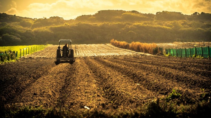 Agropecuária é destaque na economia do DF no primeiro trimestre do ano