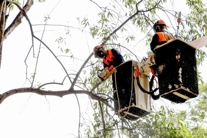 DF teve mais de 60 mil podas de árvores nos primeiros seis meses do ano