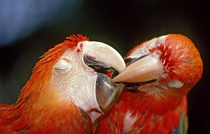 Exposição sobre natureza e cultura da Amazônia está aberta no Teatro Gasômetro