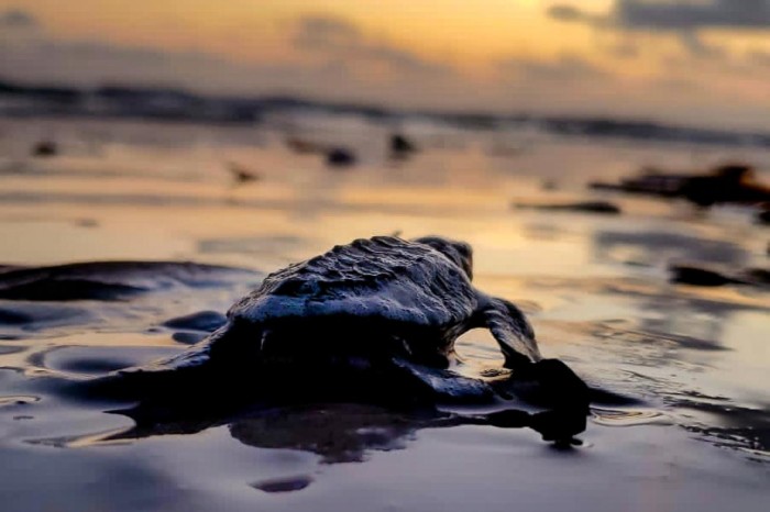 Mais de 100 filhotes de tartarugas marinhas são soltos na Praia do Atalaia