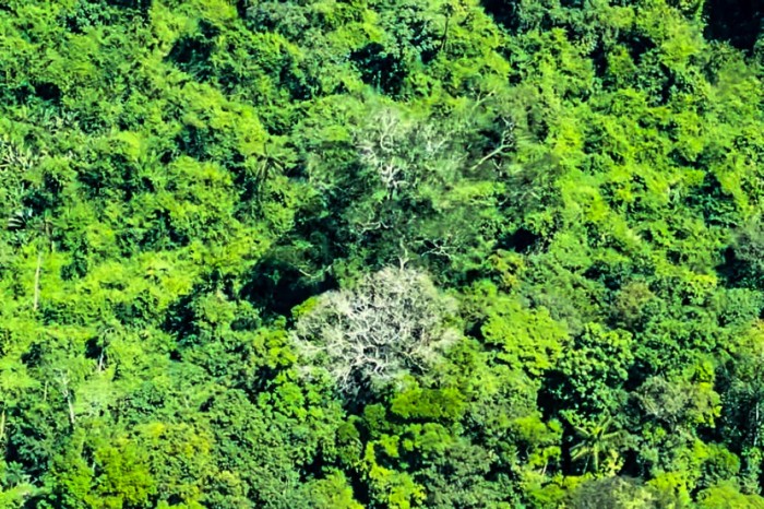 Ideflor-Bio inicia estudos para proteger a maior árvore da América Latina