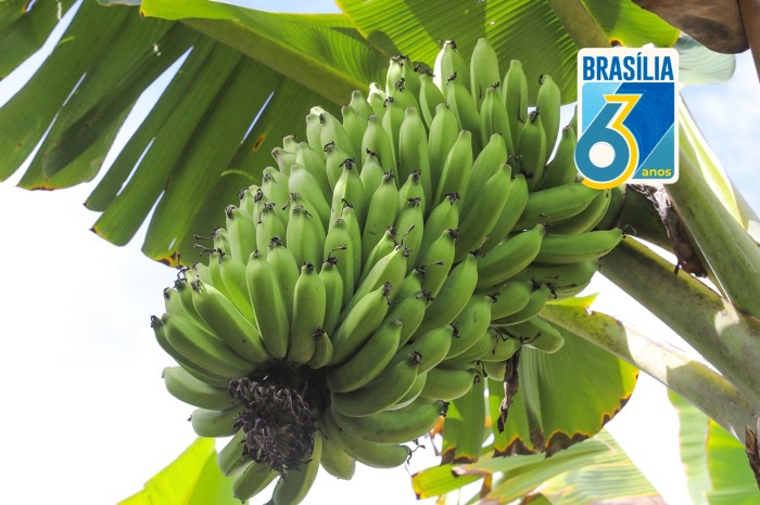 Uma Brasília com vocação para pomar