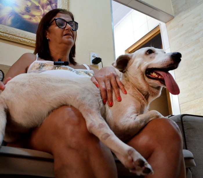 Cão é adotado em feira da prefeitura após ser atropelado e perder uma das patas