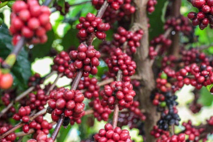 Workshop celebra 10 anos de pesquisas e transferência de tecnologia para cultivo de café no Amazonas 