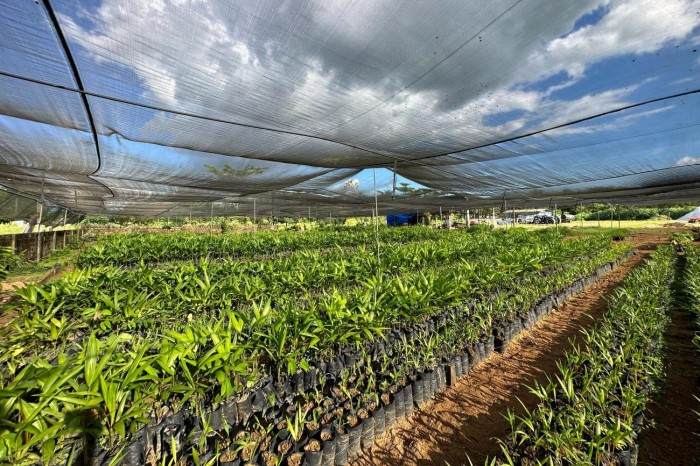 Ideflor-Bio entrega 20 mil mudas de açaí para avançar com Sistemas Agroflorestais na APA Triunfo do Xingu