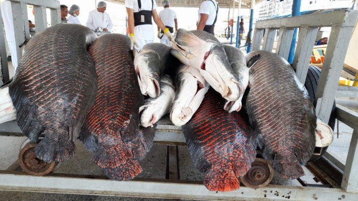 Idam auxilia associação de manejadores a comercializar seu pescado por meio do PAA