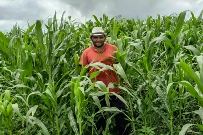 Sedap fomenta cultura do milho e beneficia uma média de 6 mil agricultores familiares no estado